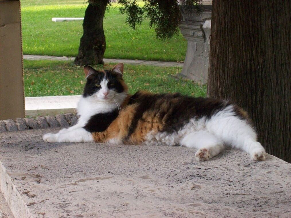 cat at the non catholic cemetery
