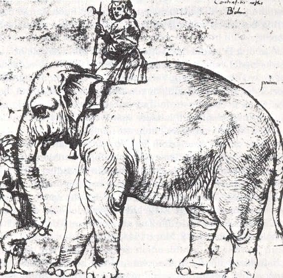 raphael's drawing of hanno the elephant