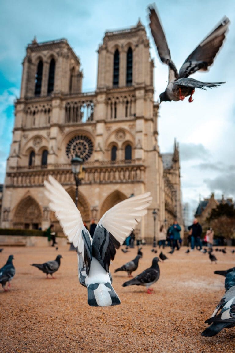 pigeons in front of notre dame in paris