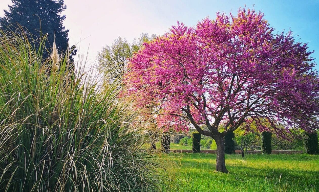 trees at hadrian's villa in tivoli
